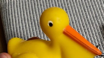 Ini bebek, bangau, atau kalkun? (Foto: Brightside)