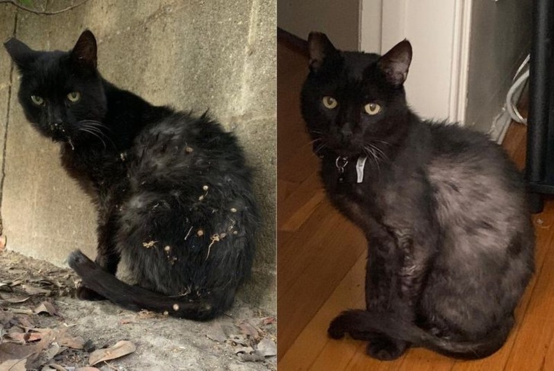 foto hewan sebelum setelah manusia