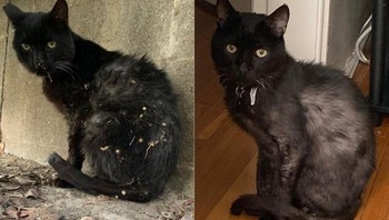 Dulu dia alergi kutu dan mengalami infeksi mulut yang parah. Kini dia sehat, sangat suka keju dan senang tidur di sofa. Dia adalah Gobby! (Foto: Brightside)