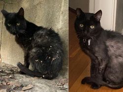 Potret Hewan Sebelum dan Setelah Dirawat Manusia