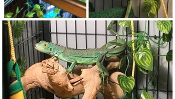 Saya mengambil hewan malang ini dari seseorang yang mengabaikannya. Dulu dia bahkan tidak kuat untuk berdiri. Sekarang Felix sangat bahagia dan suka berlarian! (Foto: Brightside)