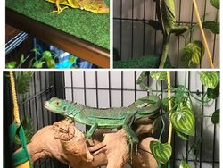 Potret Hewan Sebelum dan Setelah Dirawat Manusia