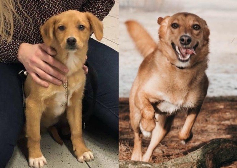 foto hewan sebelum setelah manusia