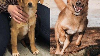 Pada hari saya membawa Ivy pertama kali, dia adalah anjing yang gelisah. Sekarang, dia menikmati berlarian di hutan dan berada bersama kami, majikan yang dipilihnya. (Foto: Brightside)