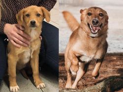 Potret Hewan Sebelum dan Setelah Dirawat Manusia