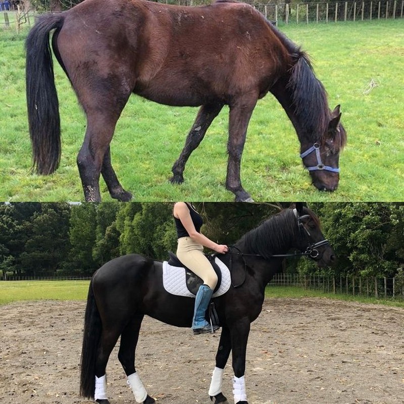 foto hewan sebelum setelah manusia