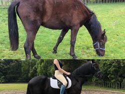 Potret Hewan Sebelum dan Setelah Dirawat Manusia