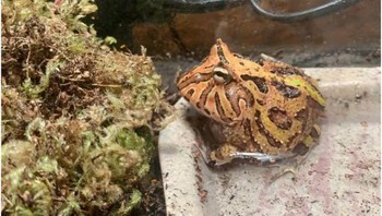 Ini adalah katak saya sebelum dan setelah saya membawanya pulang. Lihatlah bagaimana warna kulitnya begitu sempurna melakukan penyamaran. (Foto: Brightside)