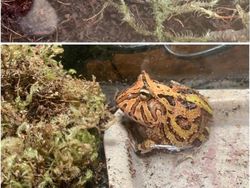 Potret Hewan Sebelum dan Setelah Dirawat Manusia