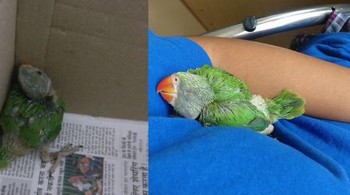 Kami menemukan bayi burung nuri di jalan beberapa hari lalu. Dia tidak menghiraukan kami pada hari pertama bertemu, namun sekarang dia ingin berpelukan setiap kali akan tidur (Foto: Brightside)