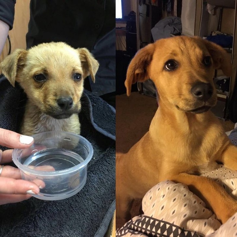 foto hewan sebelum setelah manusia