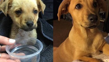 Apollo, ketika saya menemukanya vs setelah menghujaninya cinta, makanan dan ciuman. (Foto: Brightside)