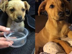 Potret Hewan Sebelum dan Setelah Dirawat Manusia