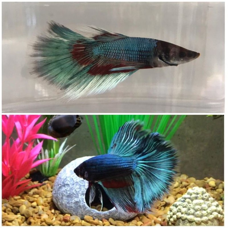 foto hewan sebelum setelah manusia