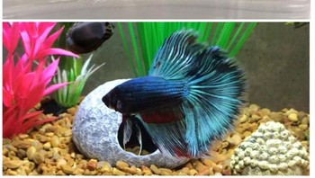 Ini Max. Dia beralih dari wadah kecil ke tangki penuh air bersama dengan siput ramah bernama Toby. (Foto: Brightside)