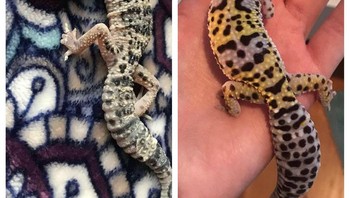 Hewan kecilku sebelum dan sesudah ku rawat, dia sangat kuat! (Foto: Brightside)