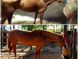 Potret Hewan Sebelum dan Setelah Dirawat Manusia