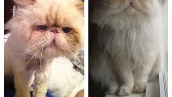 Ini Walter, sebelum dan sesudah dirawat. (Foto: Brightside)