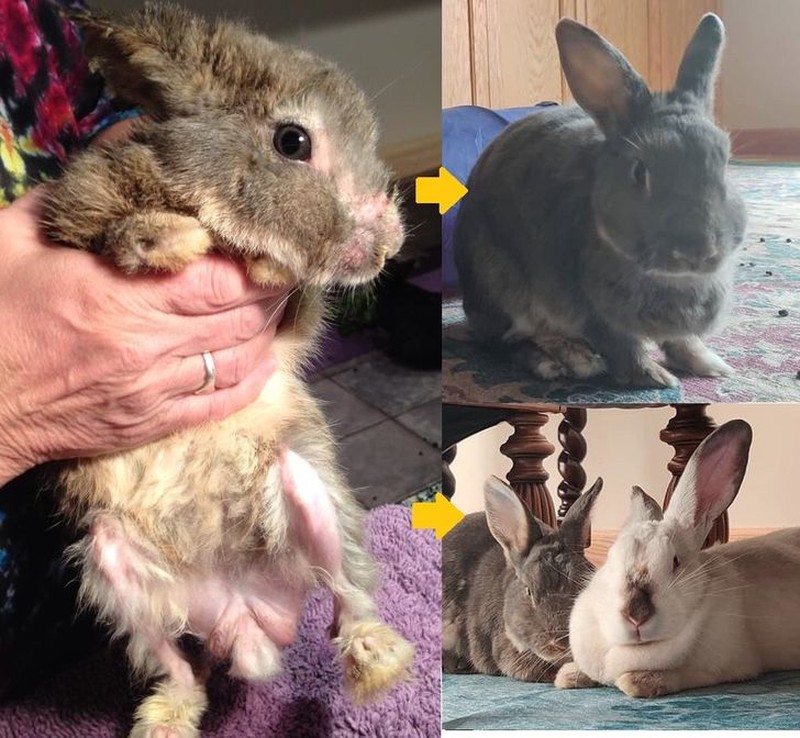 foto hewan sebelum setelah manusia