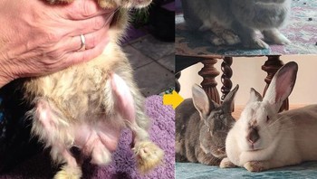 Dia masih bayi ketika kami membawanya dari tempat parkir di mal. Kini dia akan berusia 7 tahun. (Foto: Brightside