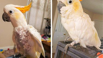 Transformasi Bella, sebelum dan sesudah. (Foto: Brightside)