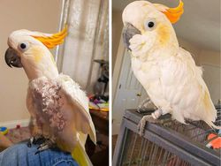 Potret Hewan Sebelum dan Setelah Dirawat Manusia