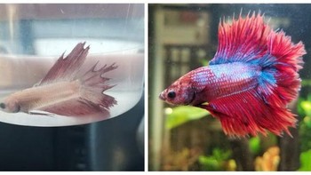 Selamat hari adopsi satu tahun untuk Philip! Saya sangat bangga melihat perkembangannya! (Foto: Brightside)