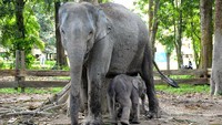 Gajah Ngatini bersama bayinya, Gajah Damar