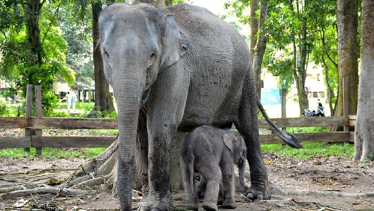 Gajah Ngatini bersama bayinya, Gajah Damar