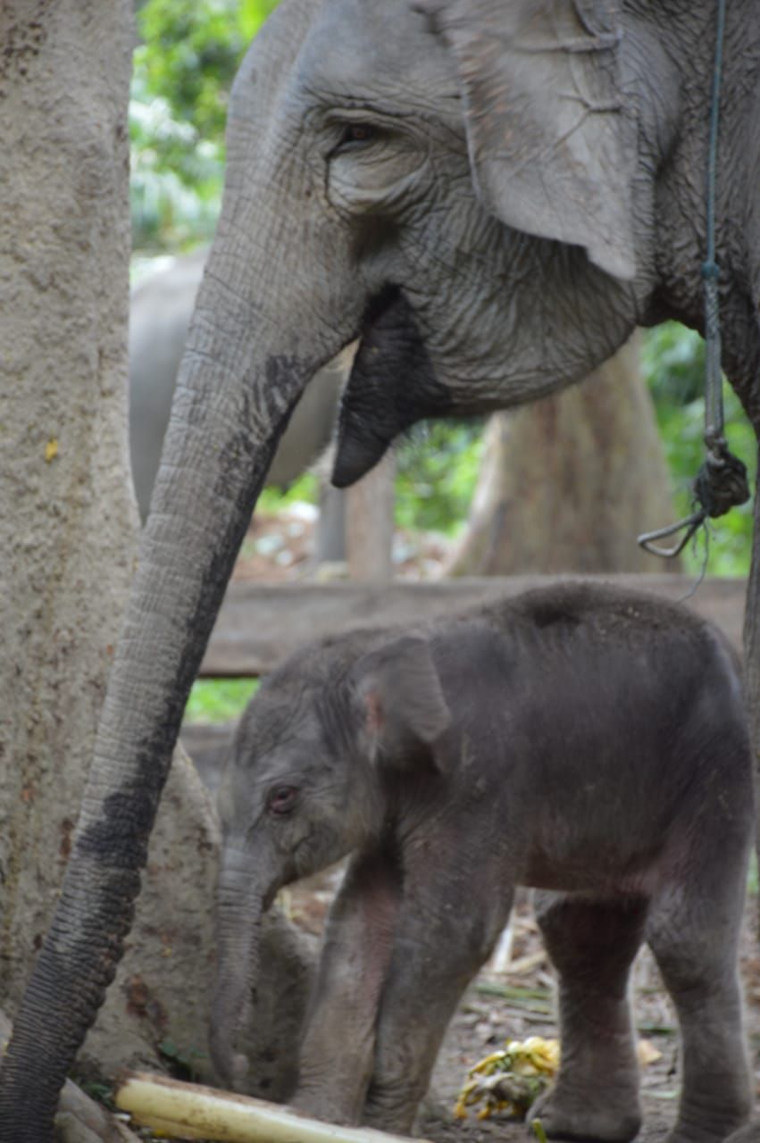 Gajah Ngatini bersama bayinya, Gajah Damar