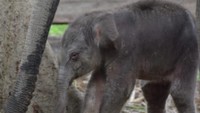 Gajah Ngatini bersama bayinya, Gajah Damar. (Dok BBKSDA Riau).