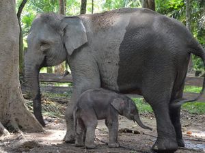 Gajah Ngatini di Riau Lahirkan Anak Seberat 50 Kg, Diberi Nama Damar