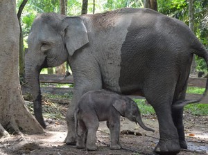 Gajah Ngatini di Riau Lahirkan Anak Seberat 50 Kg, Diberi Nama Damar