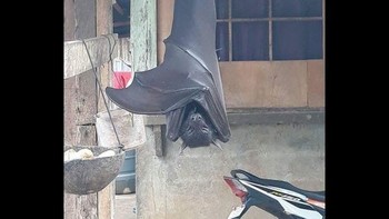 Kelelawar ini termasuk hewan cerdas, sebanding dengan anjing peliharaan. Dalam sebuah penelitian, Golden-Crowned Flying Fox dilatih untuk menarik tuas untuk mendapatkan makanan. Cara ini masih dapat mereka ingat sekitar tiga setengah tahun kemudian. Foto: All Thats Interesting
