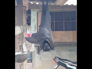 Ini Kelelawar Raksasa Seukuran Manusia yang Viral di Filipina