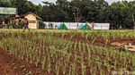 Memanfaatkan Lahan Tidur untuk Ketahanan Pangan