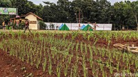Banyak cara dilakukan warga untuk memenuhi kebutuhan pangan antara lain dengan memanfaatkan lahan tidur di sekitar tempat tinggal.
