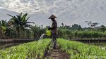Memanfaatkan Lahan Tidur untuk Ketahanan Pangan