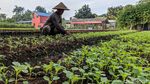 Memanfaatkan Lahan Tidur untuk Ketahanan Pangan