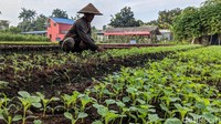 Sejumlah komoditas pertanian dilakukan di tempat ini seperti kangkung, bayam, bawang, empang ikan bawal maupun ikan nila.