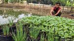 Memanfaatkan Lahan Tidur untuk Ketahanan Pangan