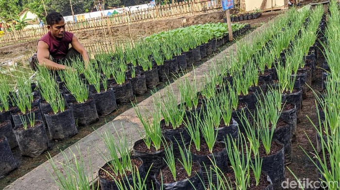 Petani beraktifitas di lahan tidur yang dijadikan lahan pertanian di Kampung Tangguh Jawara Perigi, Pondok Aren, Tangerang Selatan, Banten, Jumat (3/7/2020). Sejumlah komoditas pertanian dilakukan di tempat ini seperti kangkung, bayam, bawang, empang ikan bawal maupun ikan nila.