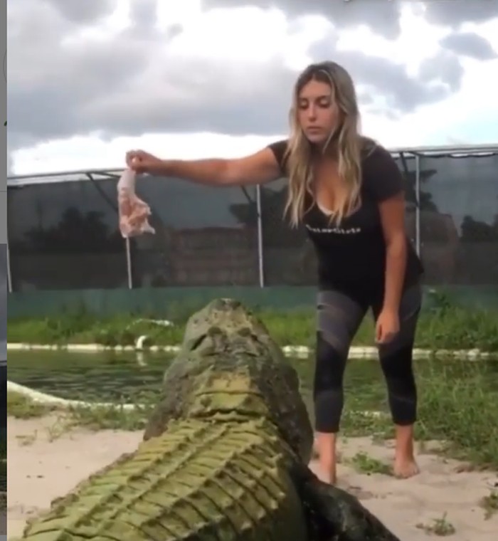 Gabby Nikolle memberi makan seekor aligator di Florida