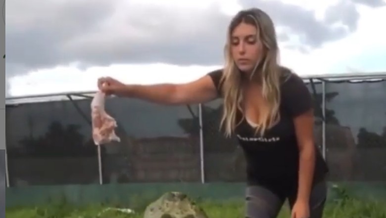 Memberi makan aligator Gabby Nikolle memberi makan seekor aligator di Florida