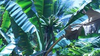 Pulau ini juga punya pohon pisang unik yang tangkai buah tegak lurus ke langit. Cuma ada di Pulau Papua! (Hari Suroto/Istimewa)