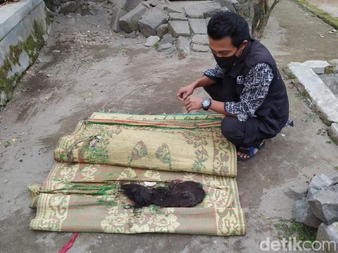 Rambut gimbal Suroto yang sudah dipotong oleh Ardian, Jumat (3/7/2020).