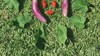 Benar-benar suka berkebun, Rara kerap membagikan hasil panennya di kebun kecil miliknya. Ada terong, cabai, hingga sayuran hijau. Foto: Instagram @rarasekar