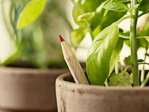 Keren! Pensil Ajaib Ini Bisa Ditanam Jadi Tomat hingga Basil