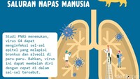 Seperti halnya virus flu yang lain, virus baru setelah coruna ini juga menyerang paru-paru.
