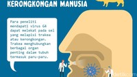 Virus baru setelah corona ini punya kemampuan melekat pada jaringan manusia.